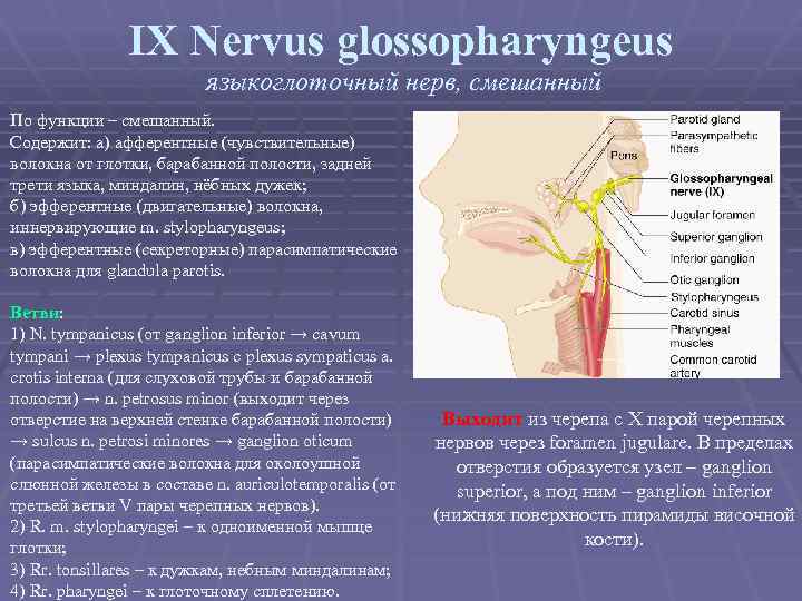 IX Nervus glossopharyngeus языкоглоточный нерв, смешанный По функции – смешанный. Содержит: а) афферентные (чувствительные)