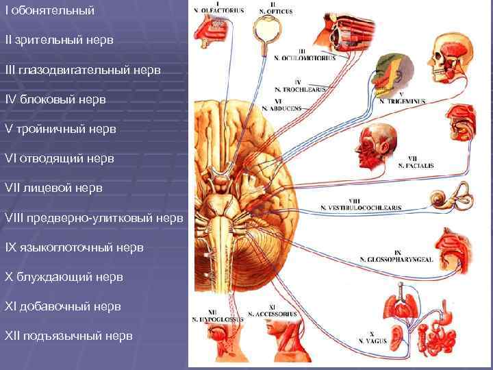 I обонятельный II зрительный нерв III глазодвигательный нерв IV блоковый нерв V тройничный нерв