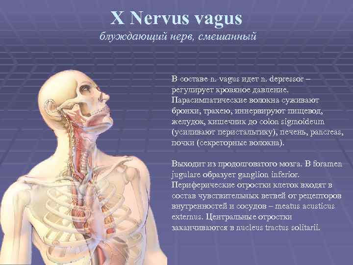 X Nervus vagus блуждающий нерв, смешанный В составе n. vagus идет n. depressor –
