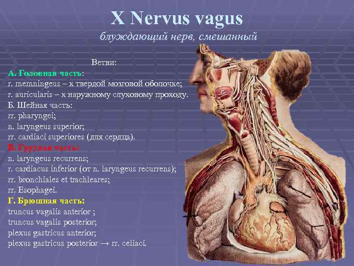 X Nervus vagus блуждающий нерв, смешанный Ветви: А. Головная часть: r. memningeus – к