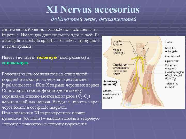 XI Nervus accesorius добавочный нерв, двигательный Двигательный для m. sternocleidomastoideus и m. trapezius. Имеет