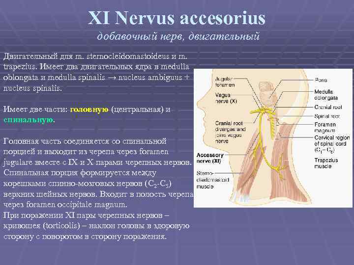 Добавочный нерв презентация