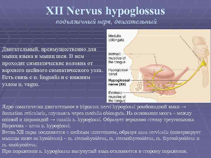 XII Nervus hypoglossus подъязычный нерв, двигательный Двигательный, преимущественно для мышц языка и мышц шеи.