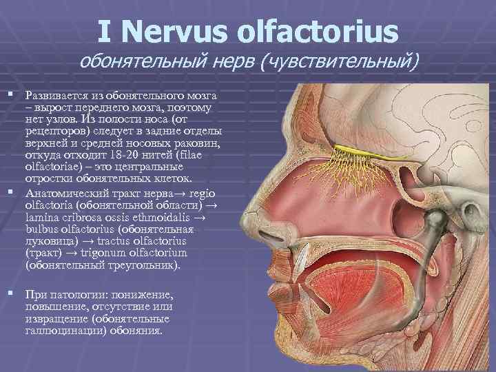 I Nervus olfactorius обонятельный нерв (чувствительный) § Развивается из обонятельного мозга – вырост переднего