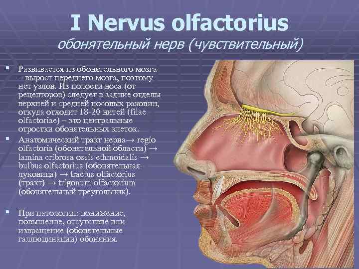 Обонятельной областью полости носа является