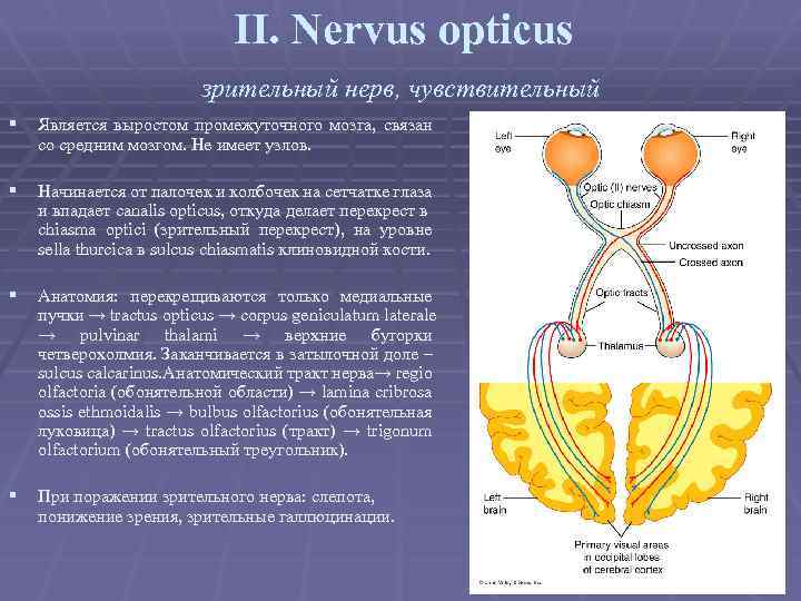 II. Nervus opticus зрительный нерв, чувствительный § Является выростом промежуточного мозга, связан со средним