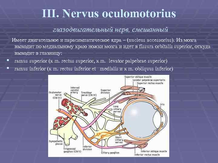 III. Nervus oculomotorius глазодвигательный нерв, смешанный Имеет двигательное и парасимпатическое ядра – (nucleus accessorius).