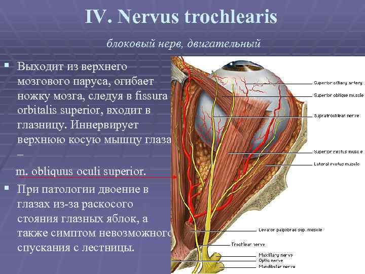 IV. Nervus trochlearis блоковый нерв, двигательный § Выходит из верхнего мозгового паруса, огибает ножку