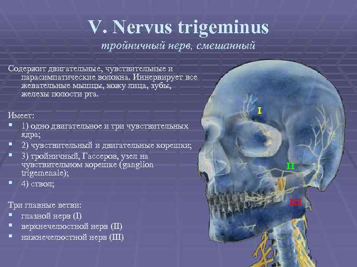 V. Nervus trigeminus тройничный нерв, смешанный Содержит двигательные, чувствительные и парасимпатические волокна. Иннервирует все