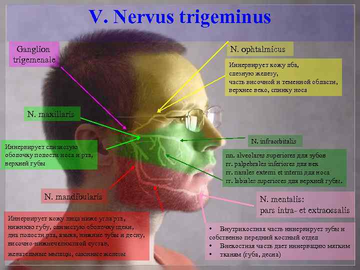 V. Nervus trigeminus Ganglion trigemenale N. ophtalmicus Иннервирует кожу лба, слезную железу, часть височной