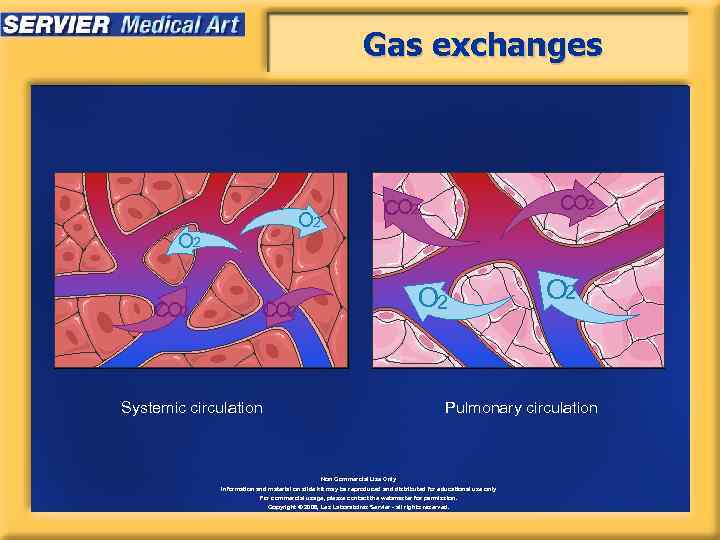 Gas exchanges O 2 CO 2 CO 2 Systemic circulation O 2 Pulmonary circulation