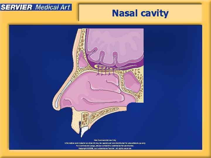 Nasal cavity Non Commercial Use Only Information and material on slide kit may be
