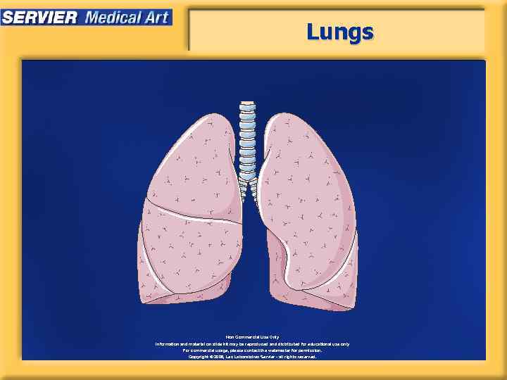 Lungs Non Commercial Use Only Information and material on slide kit may be reproduced
