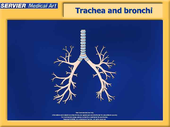 Trachea and bronchi Non Commercial Use Only Information and material on slide kit may