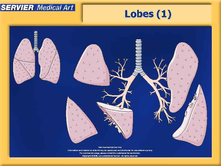 Lobes (1) Non Commercial Use Only Information and material on slide kit may be