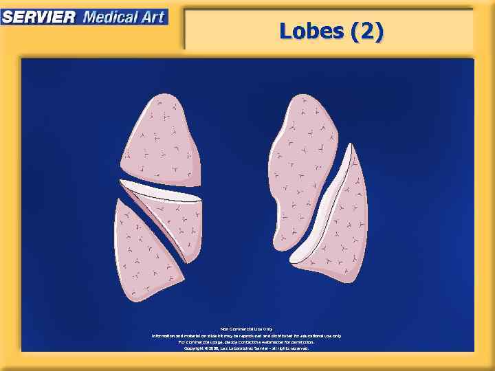 Lobes (2) Non Commercial Use Only Information and material on slide kit may be