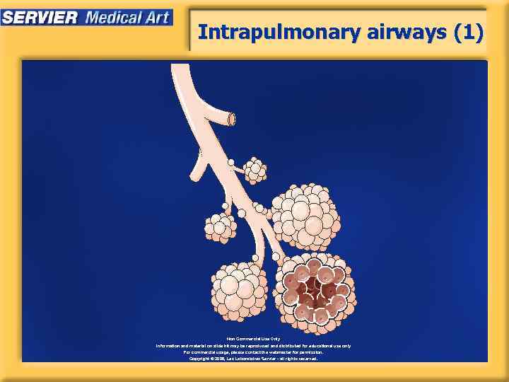 Intrapulmonary airways (1) Non Commercial Use Only Information and material on slide kit may