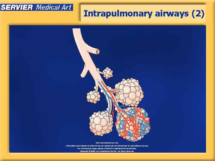 Intrapulmonary airways (2) Non Commercial Use Only Information and material on slide kit may