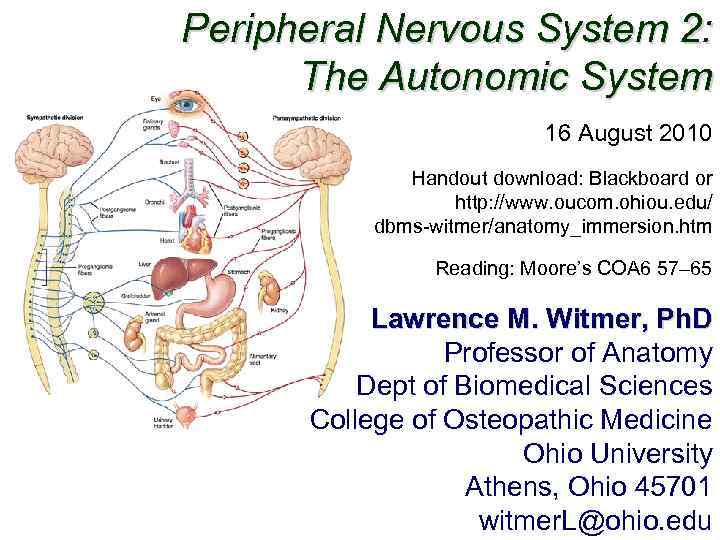 Peripheral Nervous System 2: The Autonomic System 16 August 2010 Handout download: Blackboard or