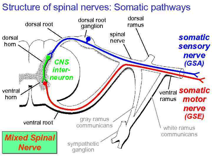 Structure of spinal nerves: Somatic pathways dorsal ramus dorsal root ganglion dorsal root spinal