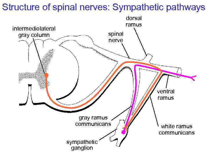 Structure of spinal nerves: Sympathetic pathways dorsal ramus intermediolateral gray column spinal nerve ventral