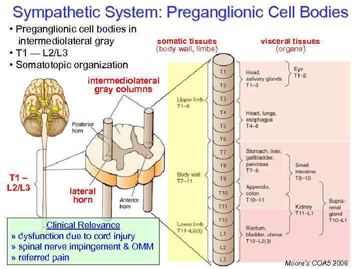 Sympathetic System: Preganglionic Cell Bodies • Preganglionic cell bodies in intermediolateral gray • T