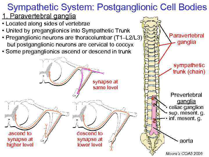 Sympathetic System: Postganglionic Cell Bodies 1. Paravertebral ganglia • Located along sides of vertebrae