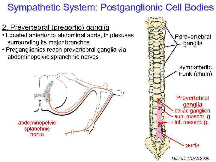 Sympathetic System: Postganglionic Cell Bodies 2. Prevertebral (preaortic) ganglia • Located anterior to abdominal