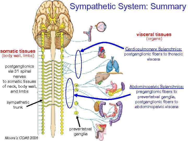 Sympathetic System: Summary visceral tissues (organs) Cardiopulmonary Splanchnics: postganglionic fibers to thoracic viscera somatic