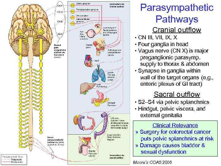 Parasympathetic Pathways Cranial outflow • CN III, VII, IX, X • Four ganglia in