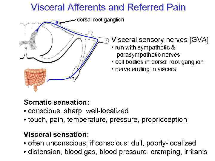 Visceral Afferents and Referred Pain dorsal root ganglion Visceral sensory nerves [GVA] • run