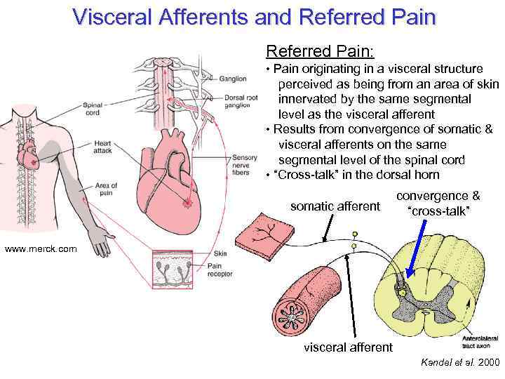 Visceral Afferents and Referred Pain: • Pain originating in a visceral structure perceived as