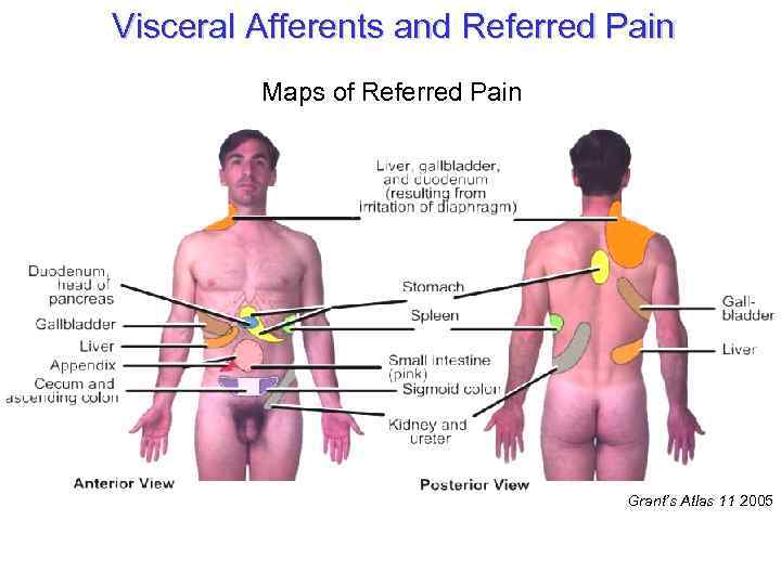 Visceral Afferents and Referred Pain Maps of Referred Pain Grant’s Atlas 11 2005 