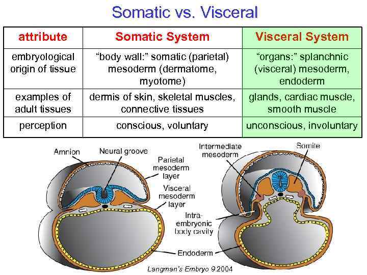 Somatic vs. Visceral attribute Somatic System Visceral System embryological origin of tissue “body wall: