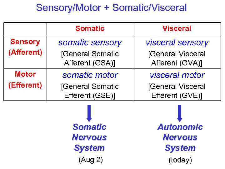 somatic nervous system vs autonomic nervous system