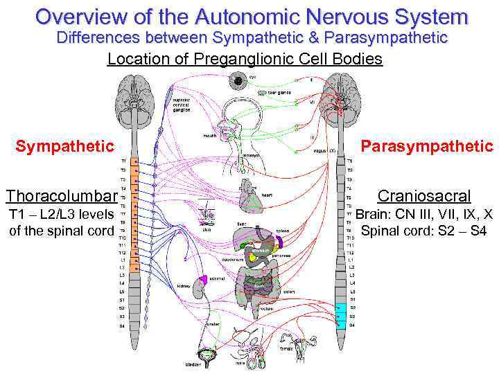 Overview of the Autonomic Nervous System Differences between Sympathetic & Parasympathetic Location of Preganglionic