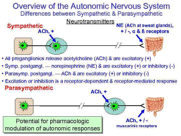 Overview of the Autonomic Nervous System Differences between Sympathetic & Parasympathetic Neurotransmitters NE (ACh