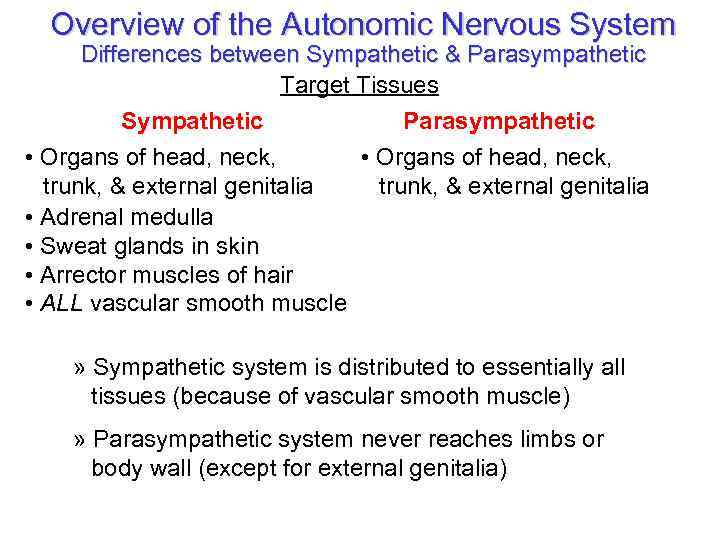 Overview of the Autonomic Nervous System Differences between Sympathetic & Parasympathetic Target Tissues Sympathetic