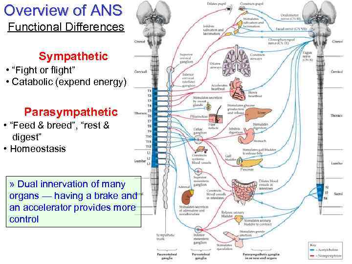 Overview of ANS Functional Differences Sympathetic • “Fight or flight” • Catabolic (expend energy)