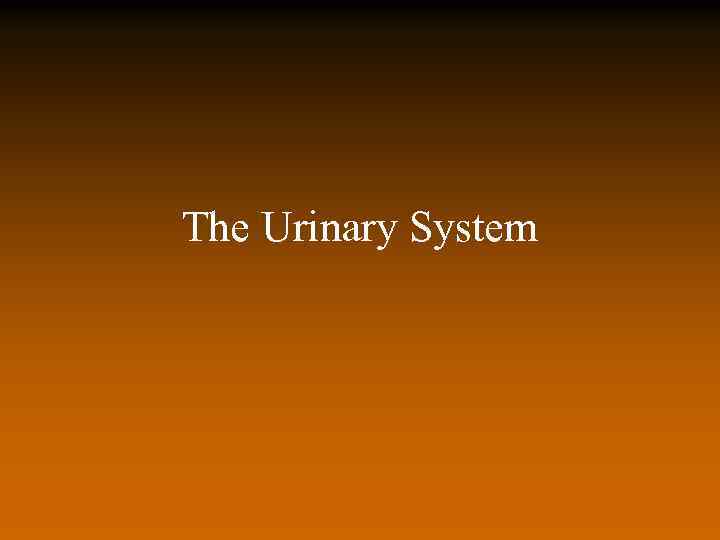 The Urinary System 