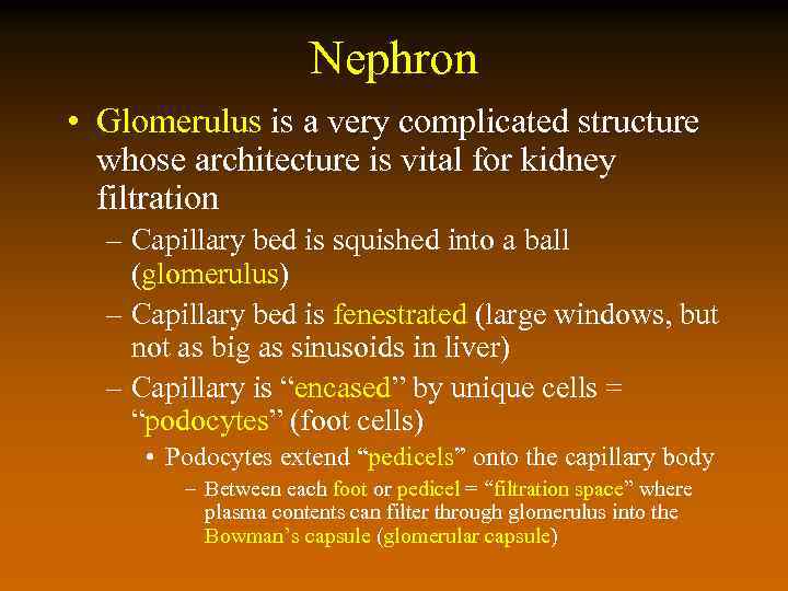 Nephron • Glomerulus is a very complicated structure whose architecture is vital for kidney