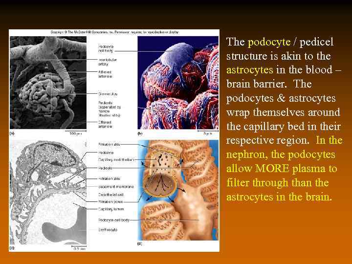 The podocyte / pedicel structure is akin to the astrocytes in the blood –