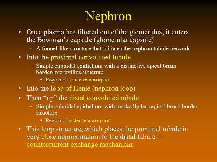 Nephron • Once plasma has filtered out of the glomerulus, it enters the Bowman’s