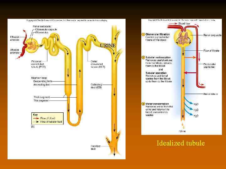 URINE Idealized tubule 