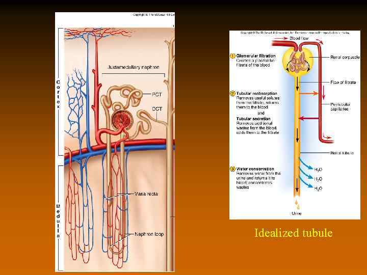 Idealized tubule 