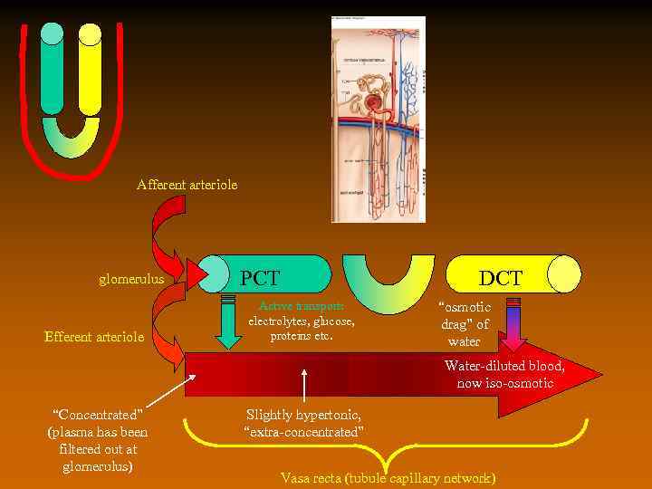 Afferent arteriole glomerulus Efferent arteriole PCT DCT Active transport: electrolytes, glucose, proteins etc. “osmotic