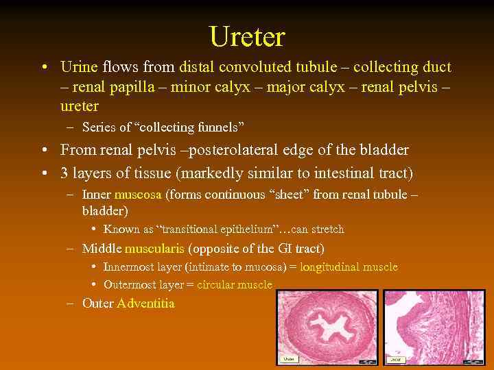 Ureter • Urine flows from distal convoluted tubule – collecting duct – renal papilla