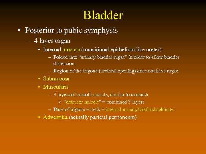 Bladder • Posterior to pubic symphysis – 4 layer organ • Internal mucosa (transitional