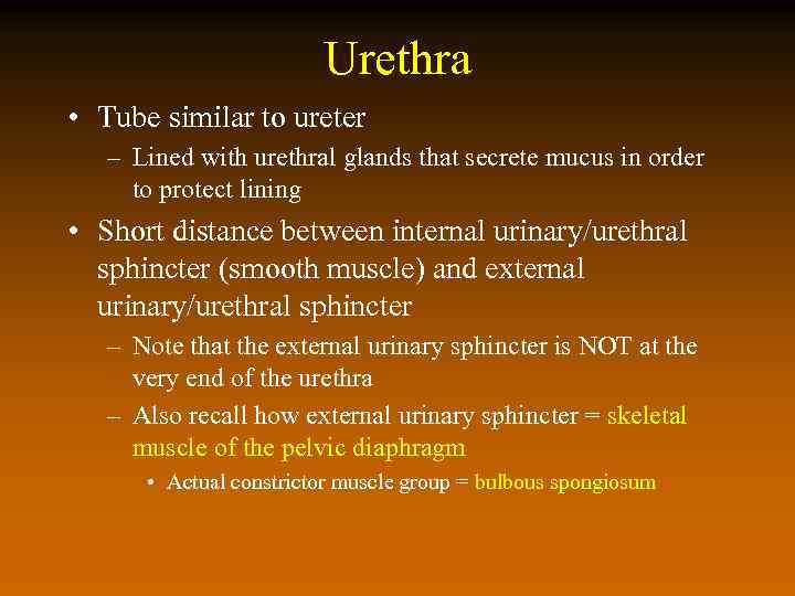 Urethra • Tube similar to ureter – Lined with urethral glands that secrete mucus