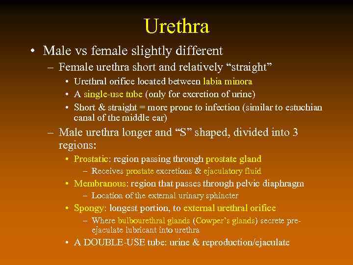 Urethra • Male vs female slightly different – Female urethra short and relatively “straight”